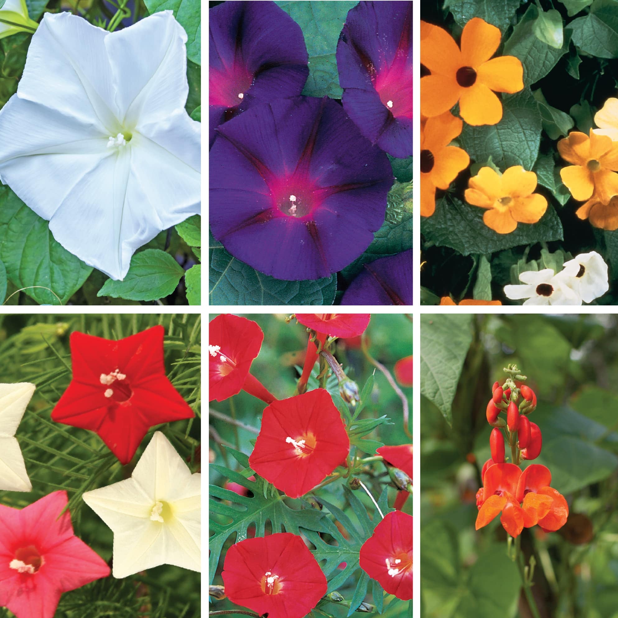Collage of various flowers including white, purple, orange, red, and yellow.